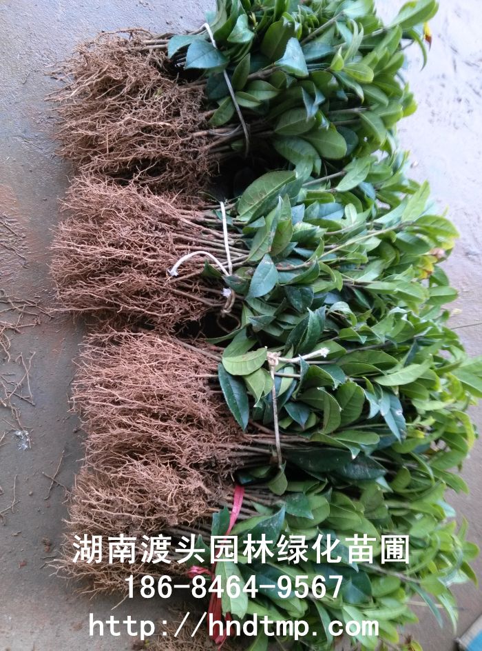 ϵ