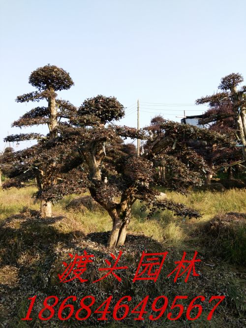 ϻľ؃(yu)r(ji)l(f)t^ľ͘